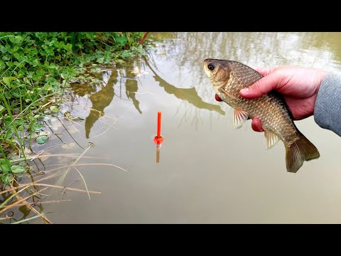 PESCUIT LA PLUTĂ PRIMĂVARA IN BALTA MEA DIN GRADINĂ