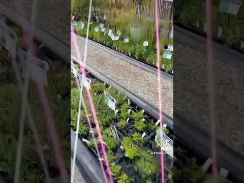 園芸 水生オエナンセ、水生フェンネル、水生ヘムロック