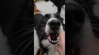 Video preview image #1 Border Collie Puppy For Sale in Highland, IL, USA