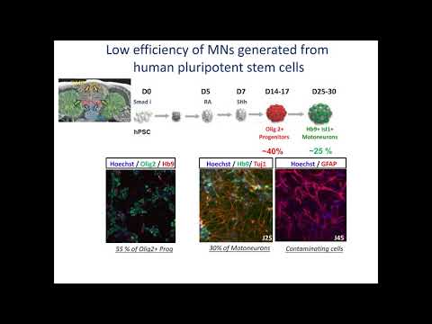 Pluripotent stem cells to explore mechanisms and treatments of neuromuscular diseases