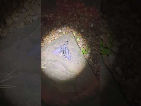 My Dog Finds A Real Fairy!