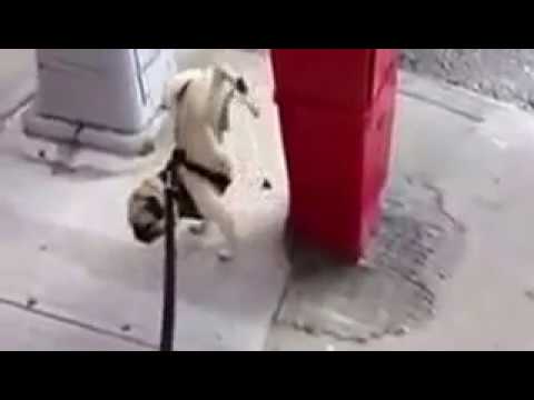 ultimate funny dog.... try not to laugh