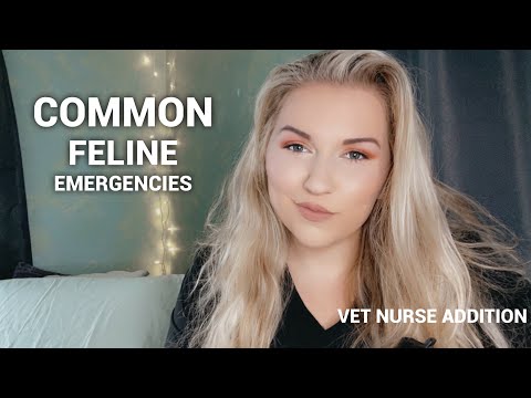 Common Feline Veterinary Emergencies | From a Vet Nurse
