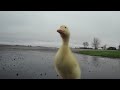 Duck run (Tearon) - Známka: 1, váha: obrovská