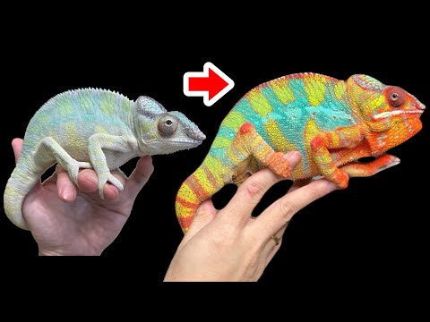 カメレオン:虹を通過すると色が変わります