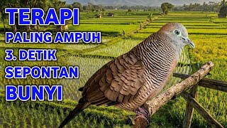 Download lagu Perkutut Lokal Gacor Suara Super Kristal - Pancingan Malas Bunyi (99%AMPUH BANGET) mp3 Download lagu Perkutut Lokal Gacor Suara Super Kristal - Pancingan Malas Bunyi (99%AMPUH BANGET) mp3