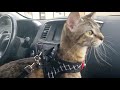 The Car And The Cat Cat Scary Reaction In The Car Cat Meowing