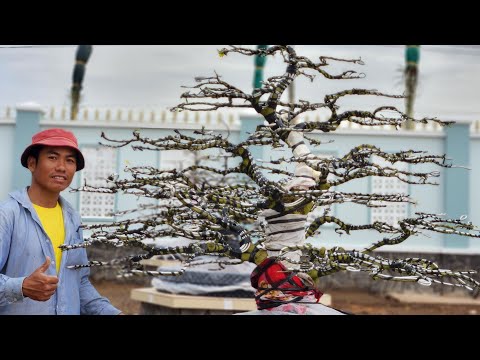 Cách sửa mai vàng dáng trực lắc #Yeubonsai #bonsai7ngia