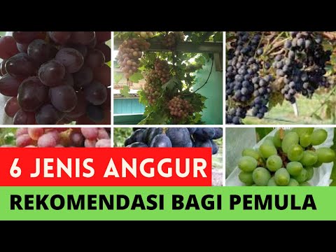 , title : '6 Jenis Anggur Import Paling di Rekomendasikan Untuk Pemula  #Pertanian10 Menit'