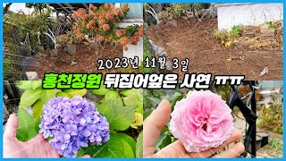 홍천정원의 수도가 터져서 수국을 다 파냈어요 ㅠㅠ 가을 홍천정원투어 30분!!