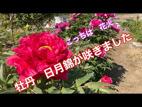 園芸 草本または低木の牡丹