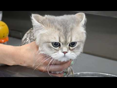 This Kitten is Having An Existential Crisis