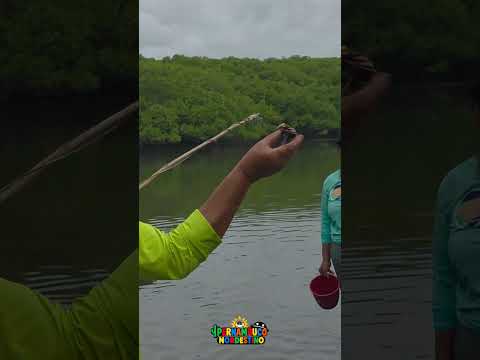 A força das mulheres no manguezal, trilha das Marisqueiras, em Sirinhaém!