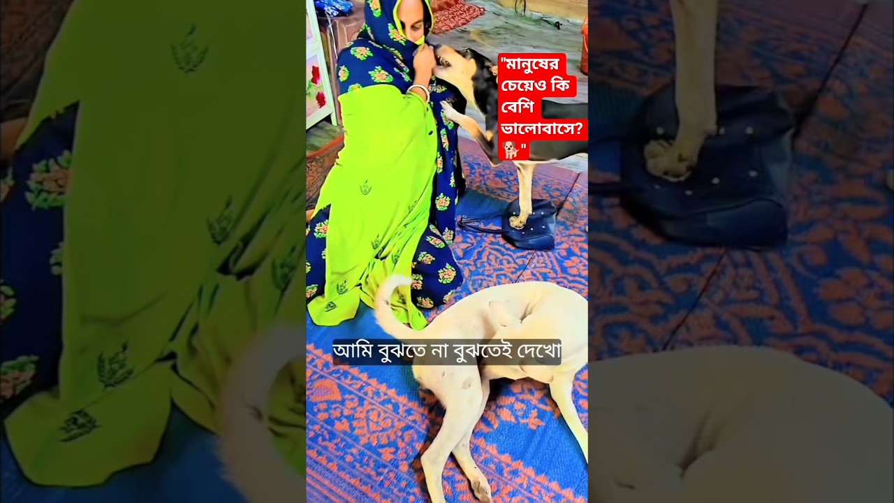 মানুষের চেয়ে প্রাণীরাই বেশি ভালোবাসতে জানে। 🐕💖 #shorts #DogLovers #viralshorts