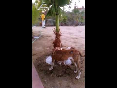 download lagu mp3 mp4 Vinorama Dog Breed, download lagu Vinorama Dog Breed gratis, unduh video klip Vinorama Dog Breed