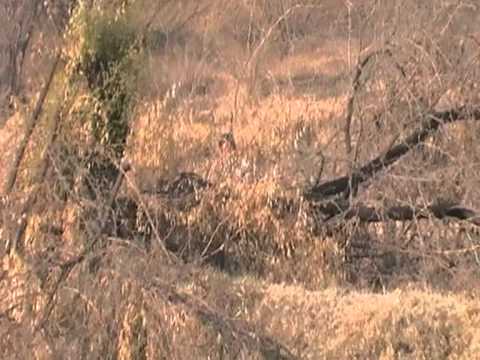 Mohib Banda mardan dog huntting part 04