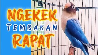 Download lagu SUARA BURUNG LOVEBIRD NGEKEK PANJANG JEDA RAPAT, 100% AUTO NYAUT FIGHTER,NGETIK,NGEKEK mp3 Download lagu SUARA BURUNG LOVEBIRD NGEKEK PANJANG JEDA RAPAT, 100% AUTO NYAUT FIGHTER,NGETIK,NGEKEK mp3