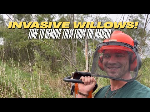 Removing Invasive Willow Trees from Marshland Restoration Project! 