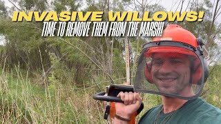 Removing Invasive Willow Trees from Marshland Restoration Project! 