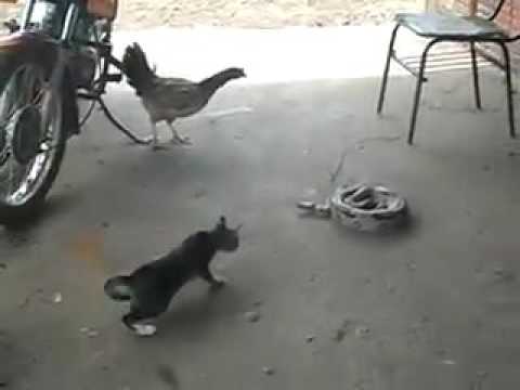 Funny cat vs snake