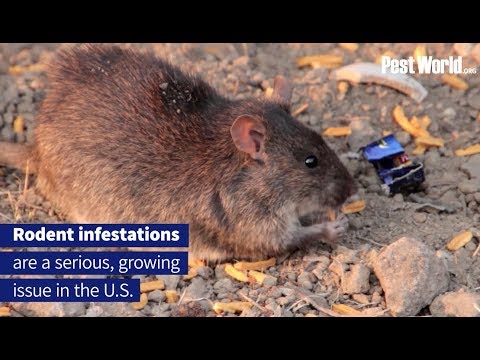 Tips to Keep Rodents Out