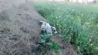 Baby Girl Is Being Raised By Six German Shepherds | The Dodos, ISH