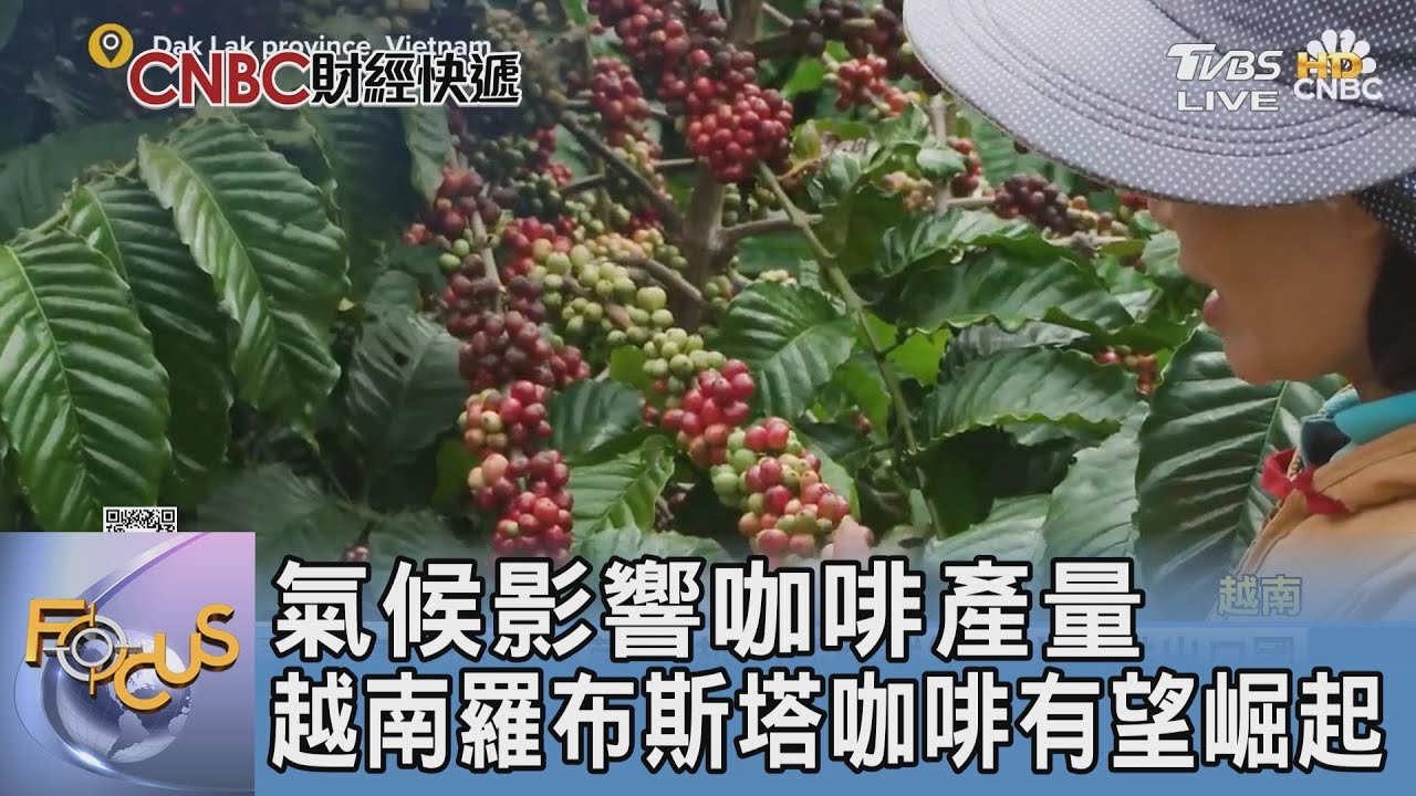 氣候影響咖啡產量 越南羅布斯塔咖啡有望崛起
