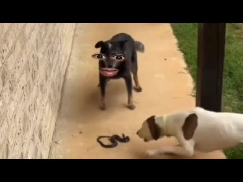 new videos of jau lol 92