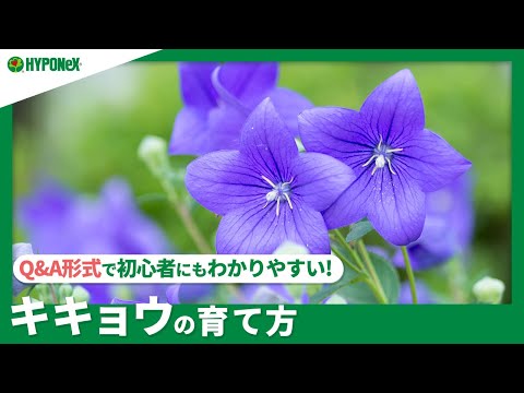 凍ってしまったキョウチクトウを復活させる方法は？彼を救う究極のヒントがここにある！  庭園