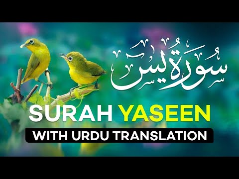 Surah Yasin | Surat Yaseen with Urdu Translation | Quran Tilawat Beautiful Voice | Hindi Tarjuma