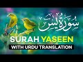 Surah Yasin Surat Yaseen With Urdu Translation Quran Tilawat Beautiful Voice Hindi Tarjuma