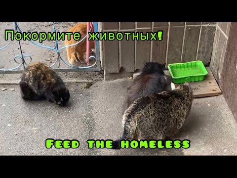 We feed stray cats || In war it is difficult not only for people