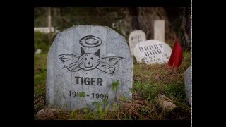 The Brian Jonestown Massacre - Dust ( The 13th Floor Elevators cover)