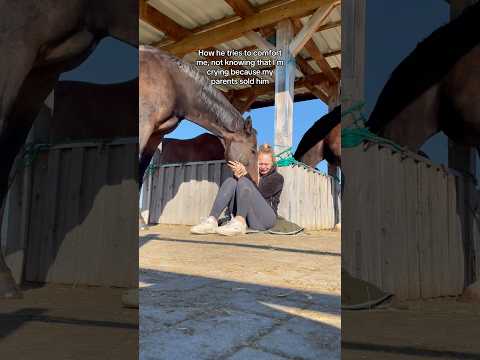 Heartwarming Horse Moments to Heal Your Soul#Heartwarming #Horses #HealingMoments #NatureBeauty