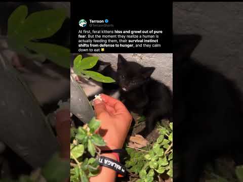 Two Kittens Lose Their Fear
