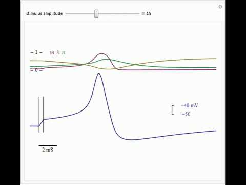 Hodgkin-Huxley Action Potential Model