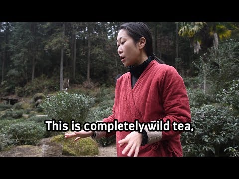 What makes Wild Tongmu Jin Jun Mei unique?