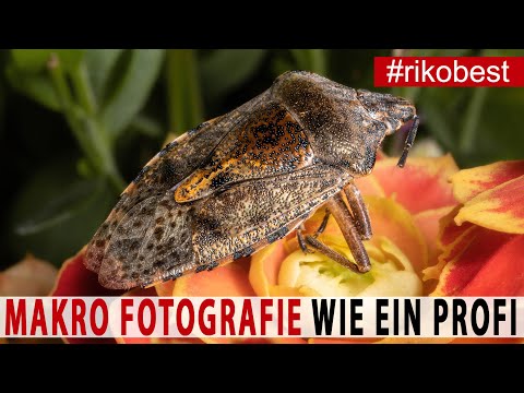 Makro Fotografie - So machst du FREIHÄNDIG SCHARFE Makro Fotos wie ein Profi - perfekte Ausleuchtung