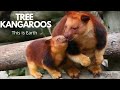 TREE KANGAROOS I This Is Earth