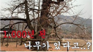 1,000년 된 나무가 있다고? /Daelim Nursery (Ginko biloba,Maidenhair T…