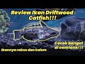 Ikan Hias Columbia Ikan Apa