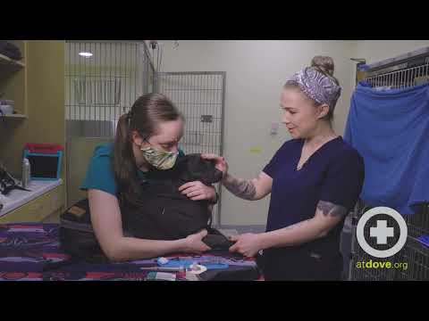 Canine Cephalic Blood Draw