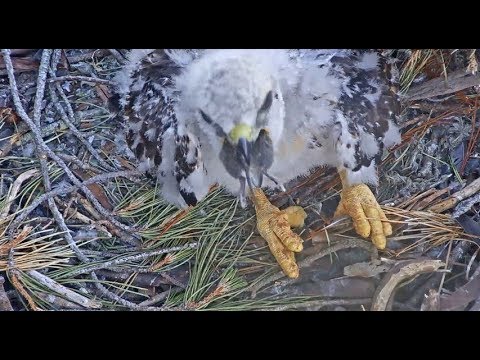 Presidio Red Tailed Hawk Cam ~ I Think I Can, I Think I Can; #2 Swallows Whole Mouse 5.13.18