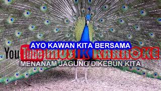 Download lagu LAGU ANAK-MENANAM JAGUNG (KARAOKE TANPA VOKAL) mp3 Download lagu LAGU ANAK-MENANAM JAGUNG (KARAOKE TANPA VOKAL) mp3
