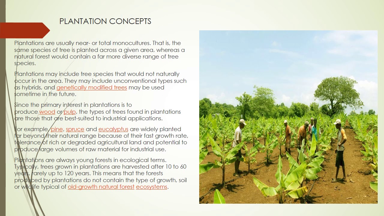GEOGRAPHY || 12TH GRADE || L- PRIMARY ACTIVITY - PLANTATION AGRICULTURE