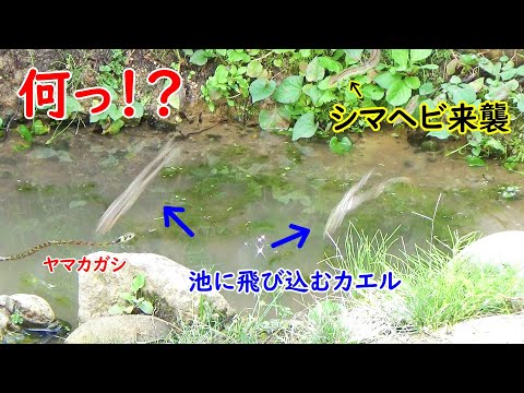 モグラに対する植物: 緑地からモグラを遠ざけるためのトップ 3!  庭園