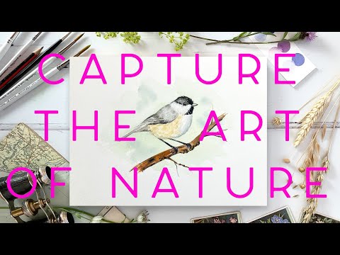 How to Paint a Watercolour Chickadee