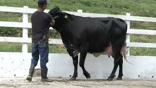 Vídeo 8 - 2º LEILÃO ONLINE EXCELÊNCIA GENÉTICA | GADO GIROLANDO