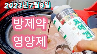 2023년7윌9일 사과나무 방제약/영양제 살포