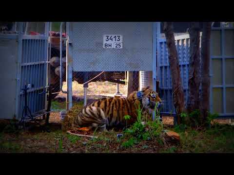 RELEASING TIGERS FROM CAGE 🤗.